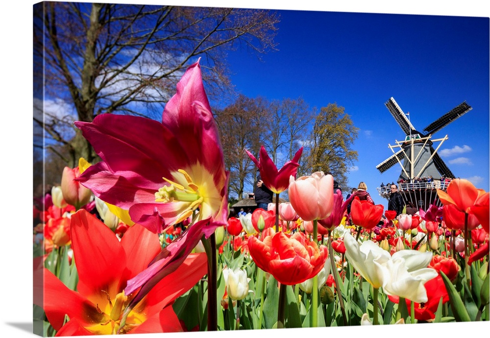 Netherlands, South Holland, Benelux, Lisse, Keukenhof Gardens, Keukenhof Tulip gardens near Amsterdam.