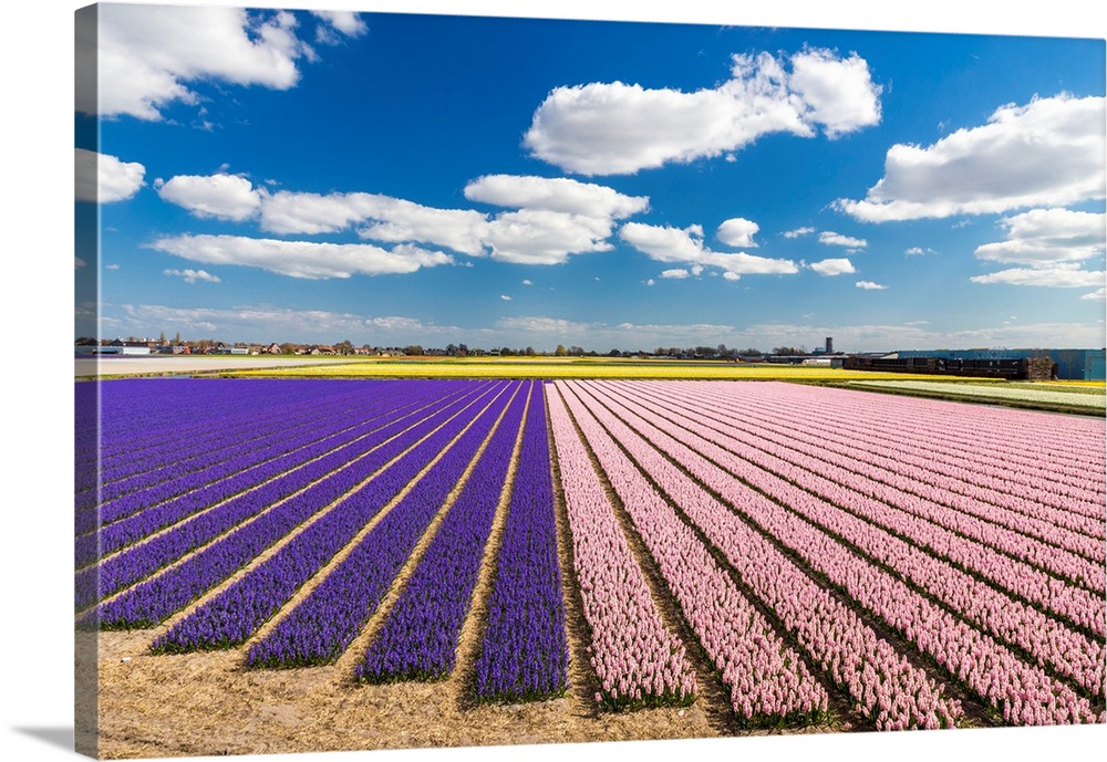 Netherlands, South Holland, Lisse, Hyacinth fields near Keukenhof.