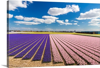 Netherlands, South Holland, Lisse, Hyacinth Fields Near Keukenhof