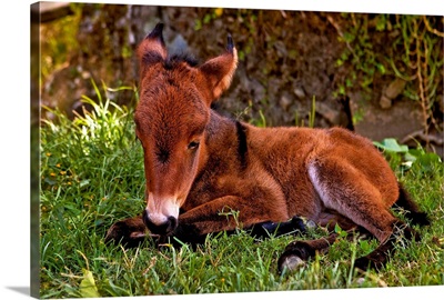 New born baby mule sitting on grass