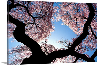 New Jersey, Cherry blossom tree