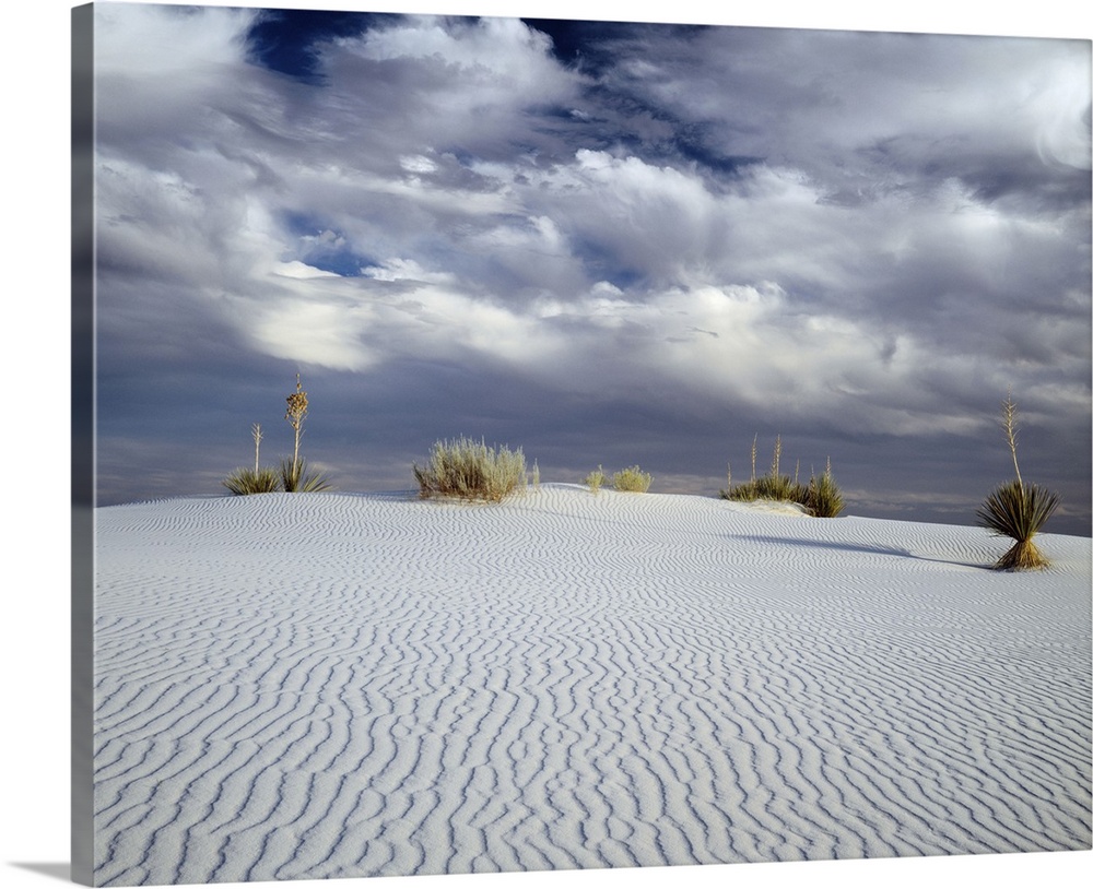 New Mexico, White Sands National Monument, Soaptree yucca growing on a sand dune