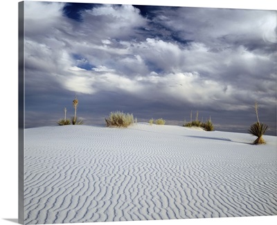 New Mexico, White Sands National Monument, Soaptree yucca growing on a sand dune