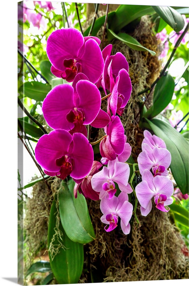 New York City, Bronx, New York Botanical Garden, The Orchid Show, Jeff Leatham's Kaleidoscope.