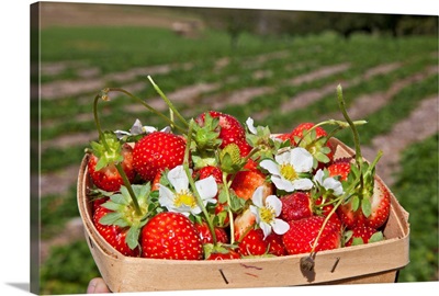 New York, Farm Strawberries