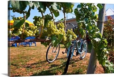 New York, Long Island, Castello di Borghese Vineyard, Cutchogue, bicycles along vineyard