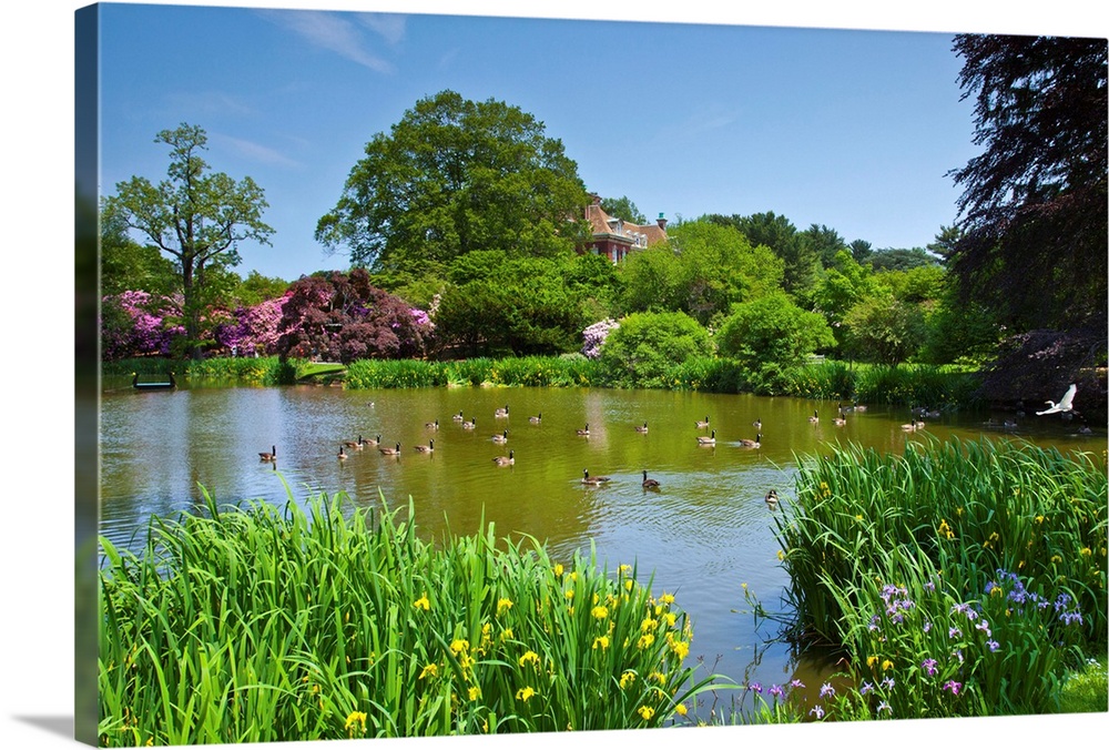 New York, Long Island, Old Westbury, Old Westbury Gardens, Ducks in pond