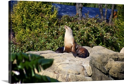 New York, New York City, Central Park Zoo, Sea Lion sunning