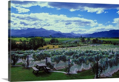 New Zealand, South, Vineyards in South Island