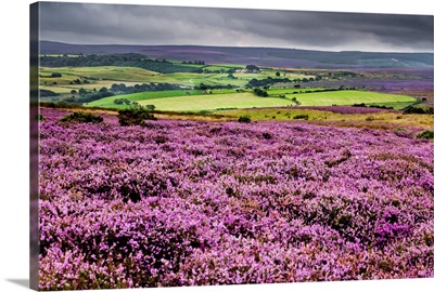 North York Moors National Park, North Yorkshire, Heather in bloom
