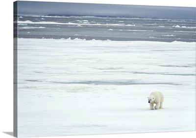 Norway, Svalbard Islands, Longyearbyen, Polar Bear