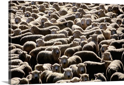 Oceania, New Zealand, North Island, Coromandel Peninsula, flock of sheeps