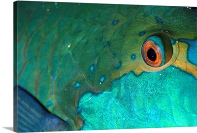 Oceania, Solomon Islands, Uepi Island, parrotfish eye