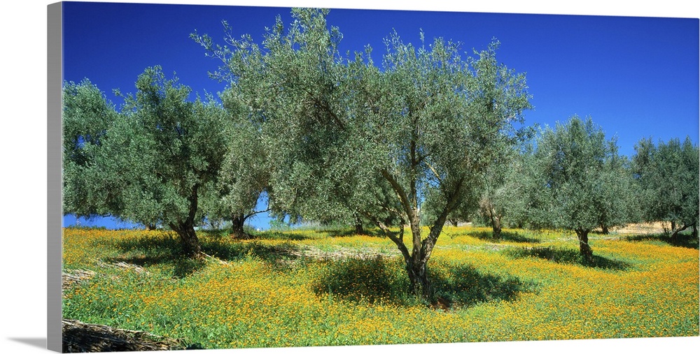 Olive trees, Olive yard and meadow