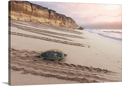 Oman, Sur, Ras Al-Jinz Turtle Reserve, An Endangered Green Turtle At The Beach