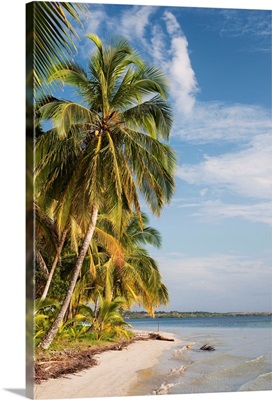 Panama, Bocas del Toro, Colon Island, Starfish beach