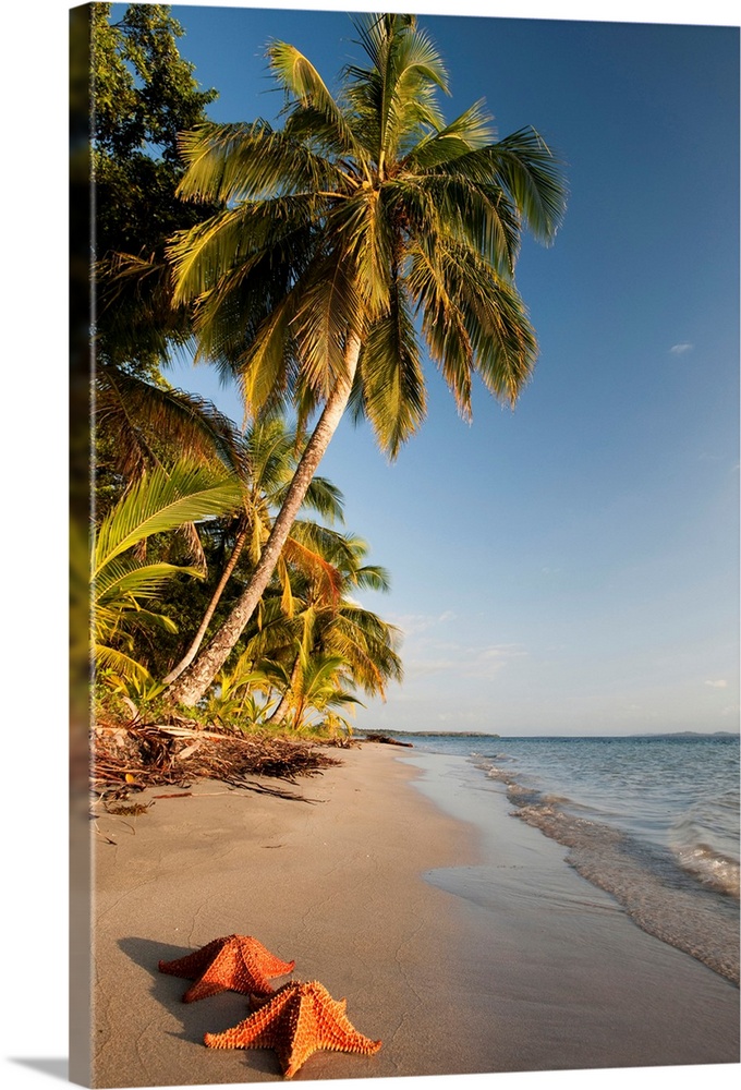 Panama, Bocas del Toro, Colon Island, Starfish on the beach, Starfish beach
