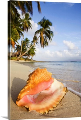 Panama, San Blas, Kuanidup Island, sea shell