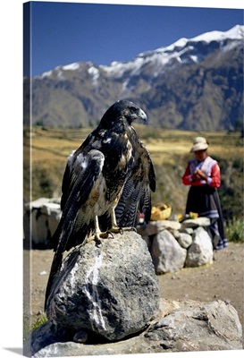 Peru, Arequipa, Colca valley, bird of prey