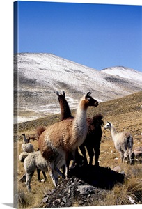 Peru, Puno, Abra la Raya pass, alpacas image thumbnail