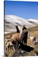 image thumbnail of Peru, Puno, Abra la Raya pass, alpacas