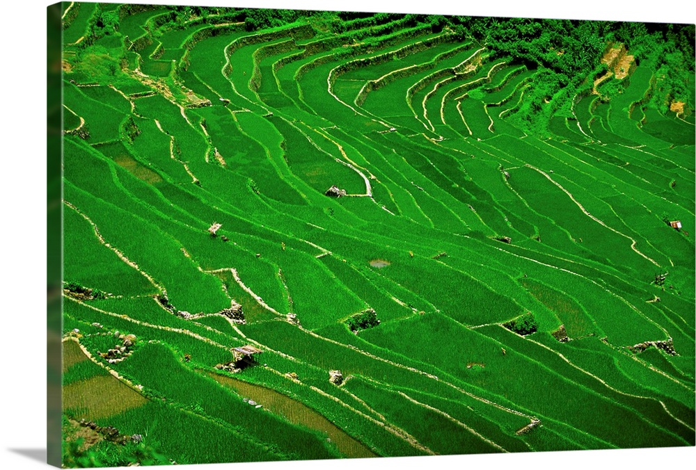 Philippines, Luzon, Banat, Rice terraces (UNESCO World Heritage)