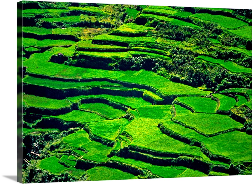 Philippines, Luzon, Barangay, Rice terraces near Barangay (UNESCO World Heritage)