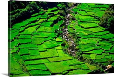 Philippines, Luzon, Barangay, Rice terraces near Barangay