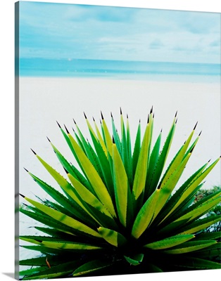 Plant on the beach, East Coast, agave
