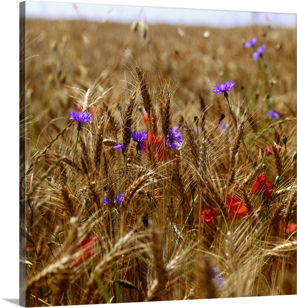 Poppies and cornflowers in wheat field