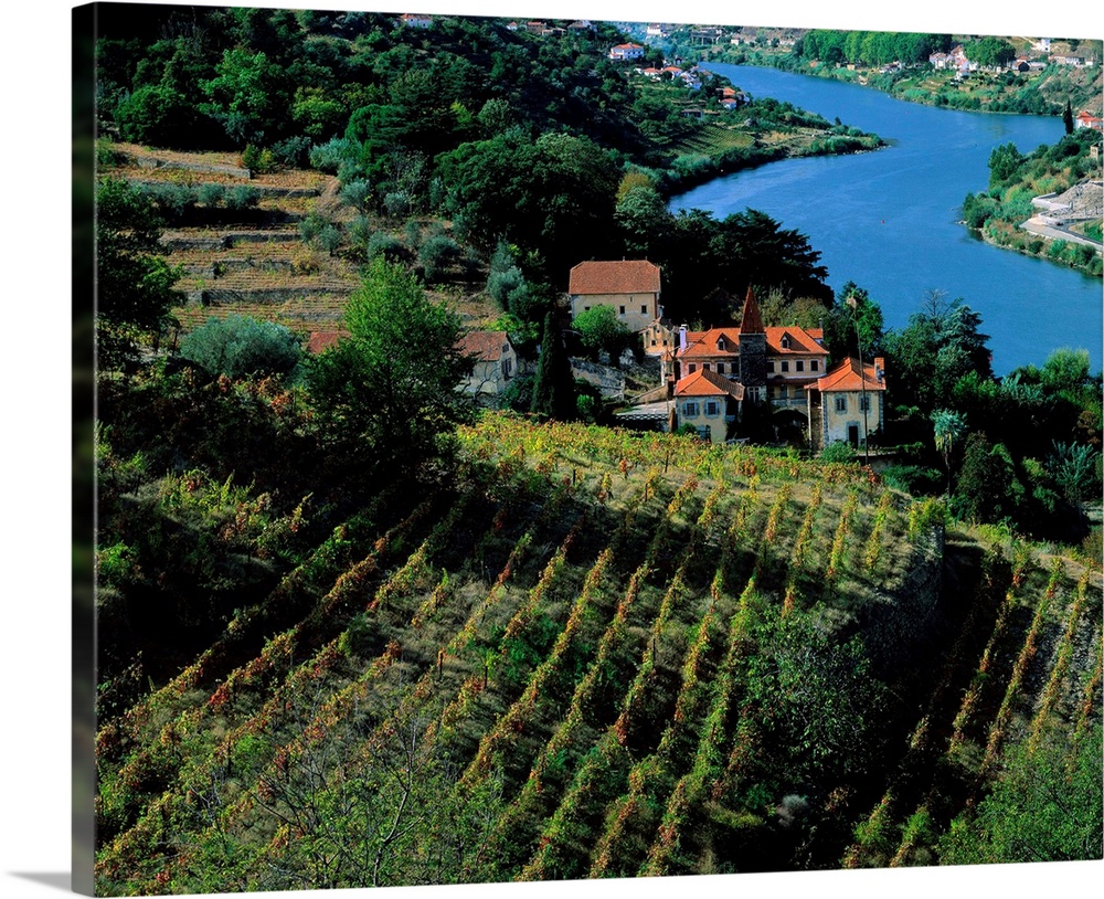 Portugal, Douro Valley, Douro river, vineyards nearby Regua