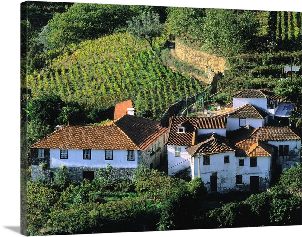 Portugal, Douro Valley, vineyards nearby Resende