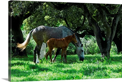 Portugal, Evora, Lusitan stud mare grazing with her colt