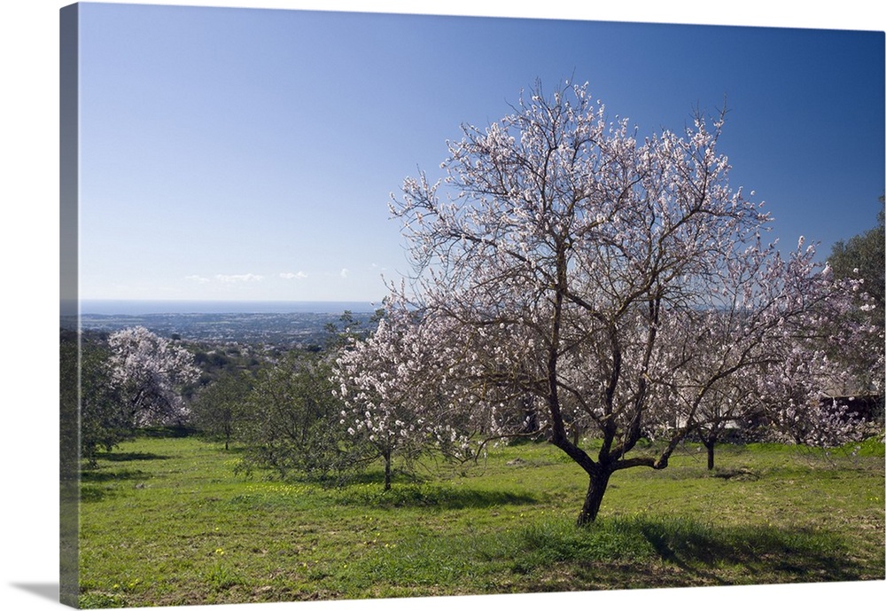 Portugal, Faro, Algarve, Loule, Almond orchard with trees in flower in Spring