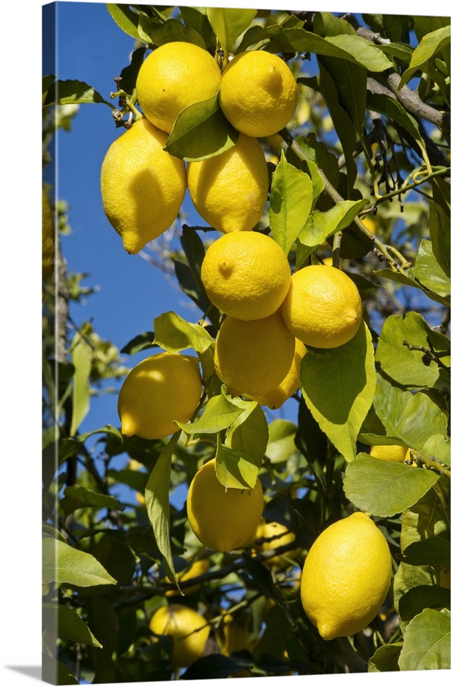 Portugal, Faro, Algarve, Silves, Lemons on the tree