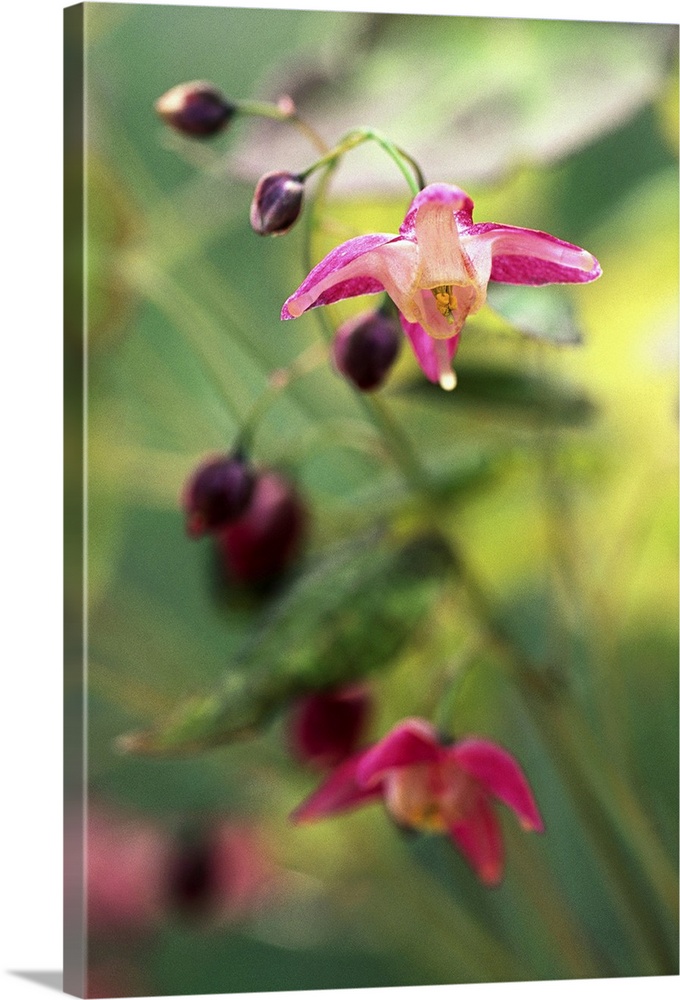Red Barrenwort (Epimedium rubrum)