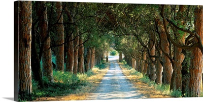Road, Planted with tree