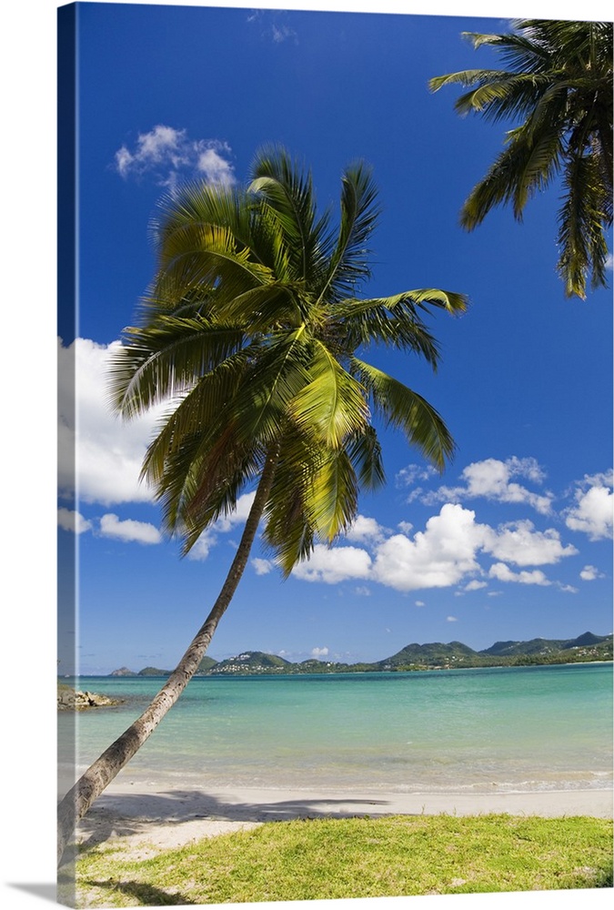 Saint Lucia, Castries, Caribbean, Caribbean sea, Palm trees in Vigie Beach