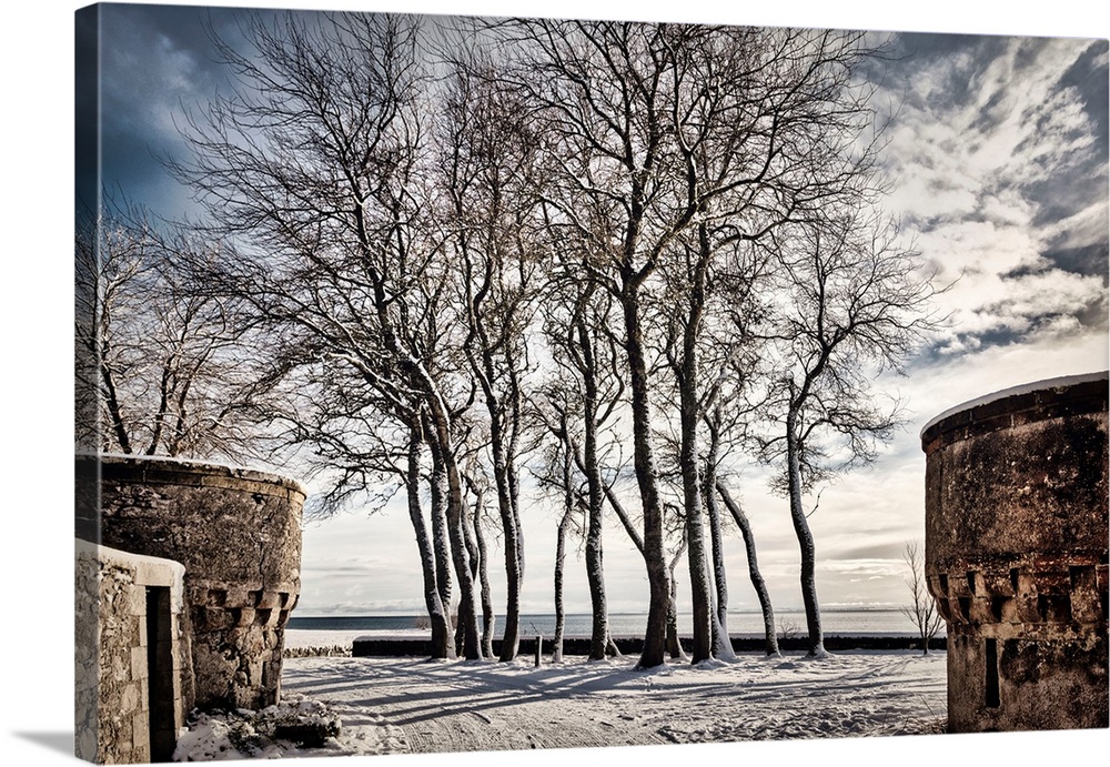 Scotland, Highland, Winter scene with trees.
