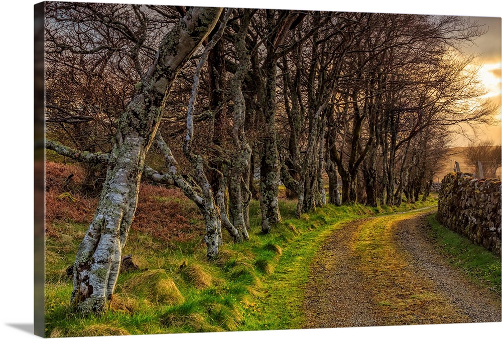UK, Scotland, Great Britain, Inner Hebrides, Isle of Skye, Trees near Neist Point.