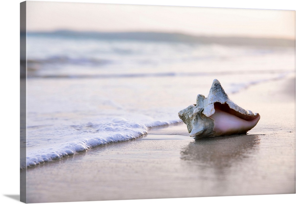 Seashell on beach surf.