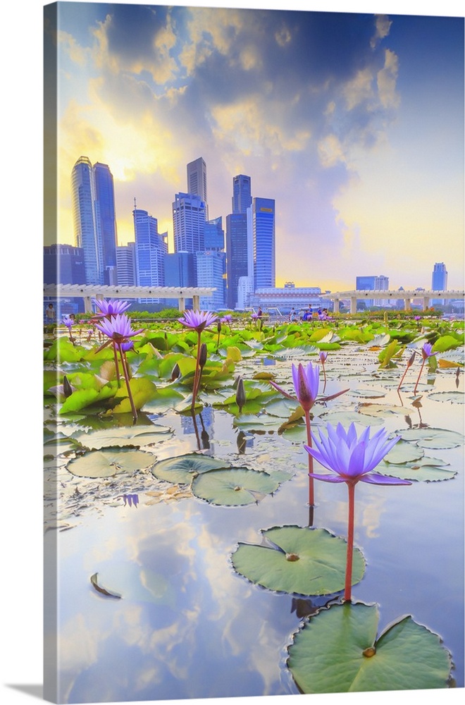 Singapore, Singapore City, Water lilies and city skyline at sunset.
