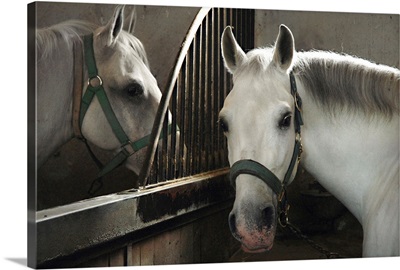 Slovenia, Kras plateau, Lipica Stud Farm, white horses in the stable