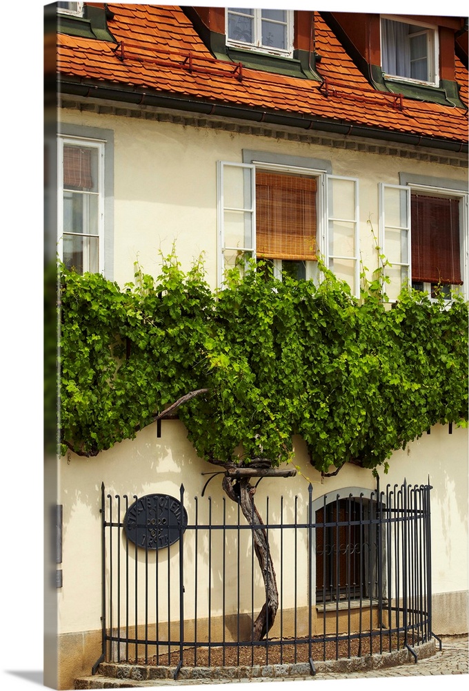 Slovenia, Lower Styria, Maribor, Old Vine House famous for the worlds oldest grapevine, approx 400 years old