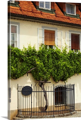 Slovenia, Maribor, Old Vine House famous for the world's oldest grapevine