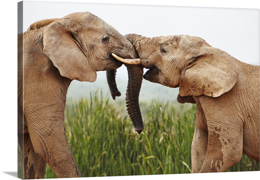 South Africa, Western Cape, Port Elizabeth, Addo Elephant National Park, Young bull elephants greet each other at the wate...