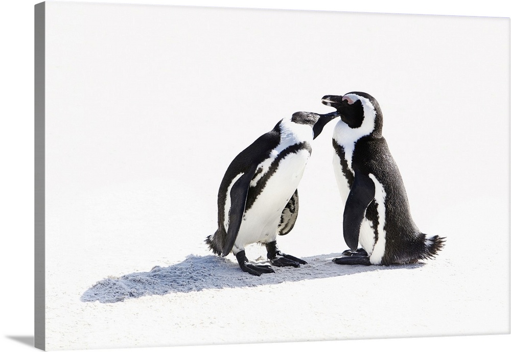 South Africa, Western Cape, Cape Town, African Penguins (Jackass Penguin) at Boulders beach, Simons Town