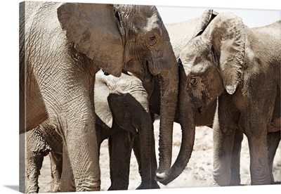 South Africa, Eastern Cape, Addo Elephant National Park, African Elephants