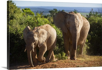 South Africa, Eastern Cape, Addo Elephant National Park, elephants