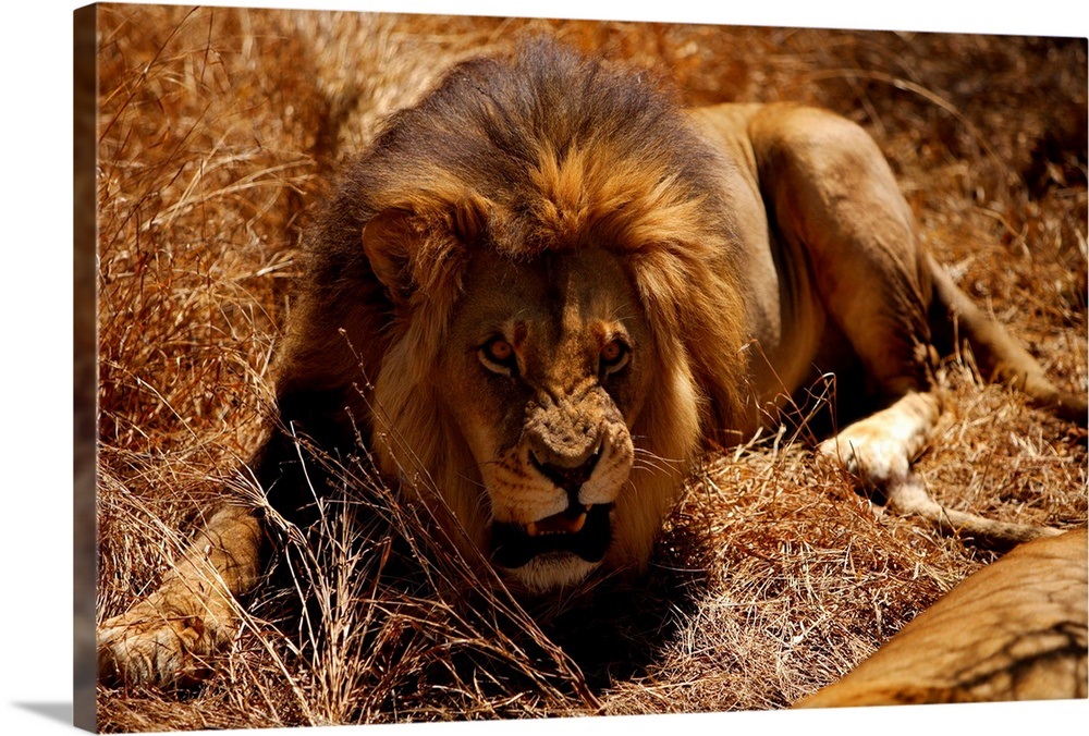 South Africa, Gauteng, Angry Lion At The Ranch, Lion Safari, Polokwane 